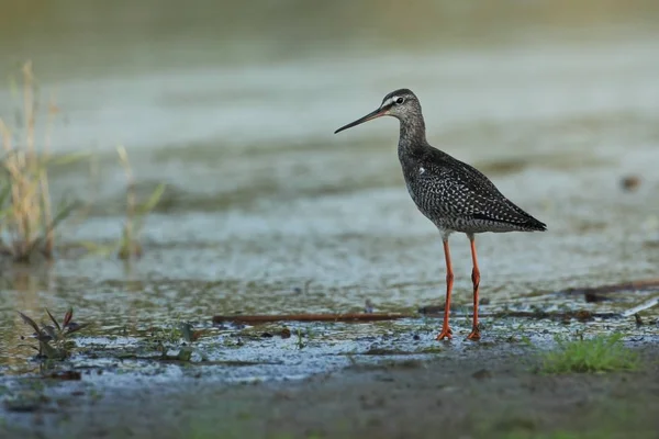 Charadrii Dziki Natura Czeski Bezpłatny Charakter Ptak Wodzie Przyrodnicza Piękny — Zdjęcie stockowe