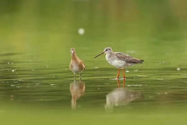 Charadrii捷克的野生性质 自由的本性 鸟在水里 野生动物摄影 鸟生命的美丽图画 — 图库照片