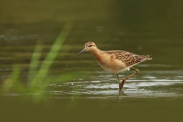Charadrii Wild Nature Czech Free Nature Bird Water Wildlife Photography — Stock Photo, Image