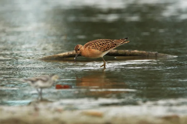 Charadrii Дикая Природа Чехии Свободная Природа Птица Воде Фотография Дикой — стоковое фото