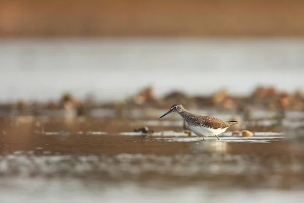 Charadrii Άγρια Φύση Της Τσεχίας Ελεύθερη Φύση Πουλί Μέσα Στο — Φωτογραφία Αρχείου