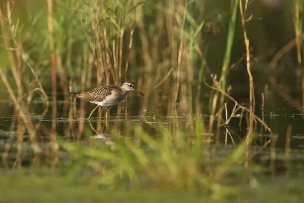 Charadrii Divoké Přírody Češtiny Volné Přírodě Pták Vodě Fotografie Krásný — Stock fotografie