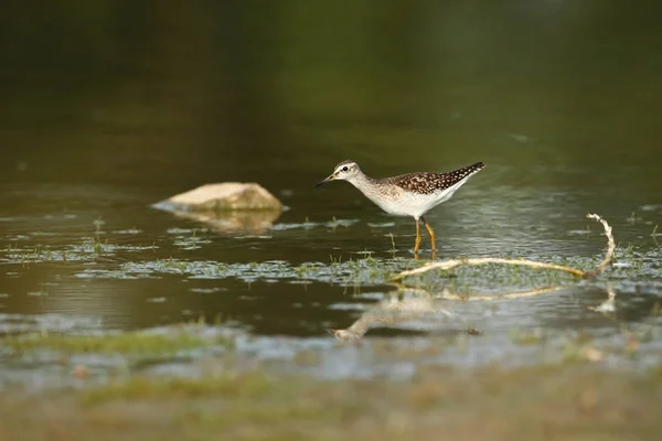 Charadrii Дикая Природа Чехии Свободная Природа Птица Воде Фотография Дикой — стоковое фото