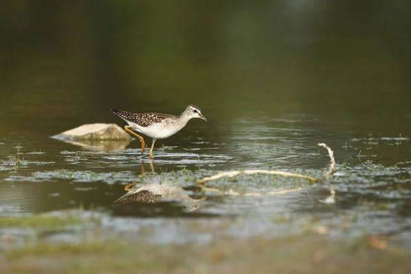 Charadrii捷克的野生性质 自由的本性 鸟在水里 野生动物摄影 鸟生命的美丽图画 — 图库照片