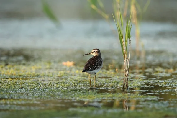 Scharadrij Wilde Natur Tschechiens Freie Natur Vogel Wasser Naturfotografie Ein — Stockfoto