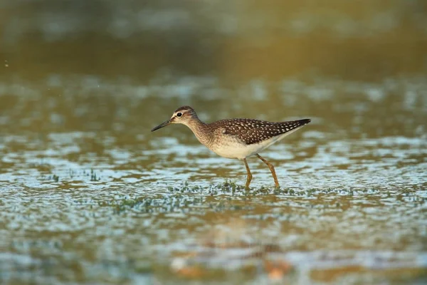 Charadrii Natureza Selvagem Checo Natureza Livre Pássaro Água Fotografia Vida — Fotografia de Stock