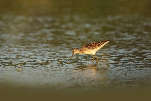 Charadrii Дикая Природа Чехии Свободная Природа Птица Воде Фотография Дикой — стоковое фото