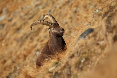 Capra ibex. Fotoğraf İtalya'da çekildi. Güney Avrupa, Batı ve Güney Asya ve Kuzey Afrika daha az bulunur. İtalya'nın yaban hayatı. Doğa sonbahar.