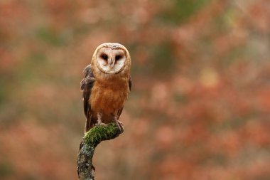 Tyto alba. Sonbahar doğa. Vahşi doğa Çek dili Baykuş sonbahar doğada. Çek dili güzel sonbahar Vahşi doğa. Peçeli baykuş, Çek Cumhuriyeti'nde fotoğraflandı. Baykuşlar orta ölçekli tür. Avrupa'da bulunan.