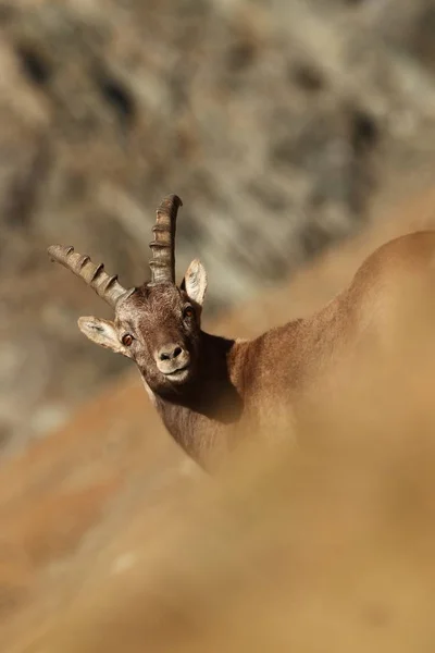 Capra Ibex Photo Taken Italy Found Southern Europe Less Western — Stock Photo, Image