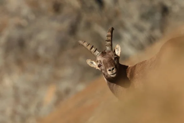 Capra Ibex Photo Taken Italy Found Southern Europe Less Western — Stock Photo, Image