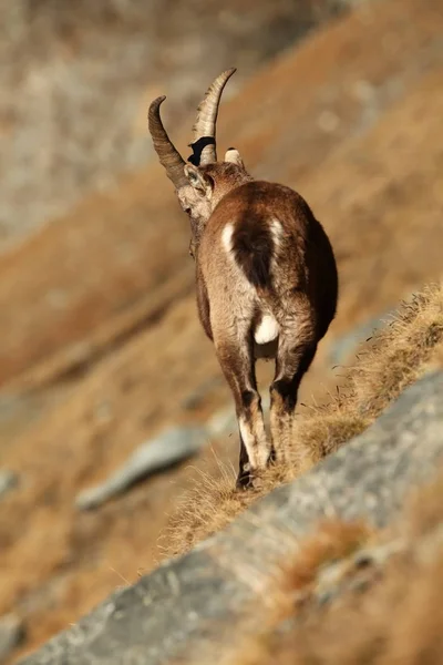 Capra Ibex Foto Werd Genomen Italië Soort Komt Voor Zuid — Stockfoto