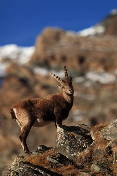 Capra Ibex Foto Werd Genomen Italië Soort Komt Voor Zuid — Stockfoto