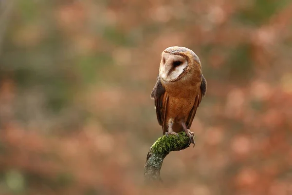 Tyto Alba Őszi Természet Vad Természet Cseh Bagoly Őszi Természet — Stock Fotó