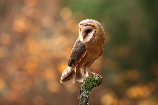 Tyto Alba Autumn Nature Wild Nature Czech Owl Autumn Nature — Stock Photo, Image