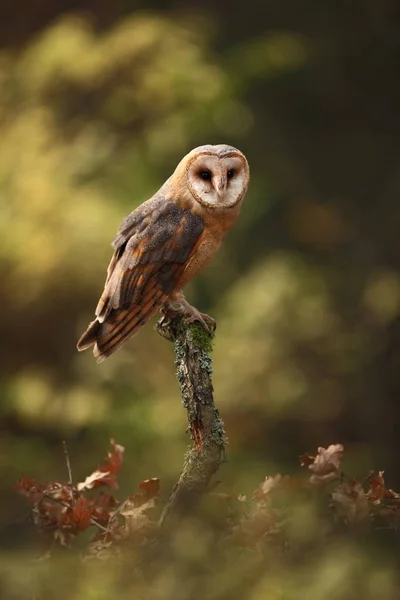 Tyto Alba Høstens Natur Tsjekkias Ville Natur Ugla Høstens Natur – stockfoto