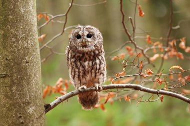 Strix aluco. Vahşi doğa. Güzel baykuş fotoğraf. Sonbahar Çek dili doğası Güzel renkler içinde belgili tanımlık fotoğraf. Kuş fotoğrafı. Nadir bir kuş. Avrupa'da, Kuzey alanları dışında yaşıyor. 