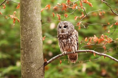 Strix aluco. Vahşi doğa. Güzel baykuş fotoğraf. Sonbahar Çek dili doğası Güzel renkler içinde belgili tanımlık fotoğraf. Kuş fotoğrafı. Nadir bir kuş. Avrupa'da, Kuzey alanları dışında yaşıyor. 