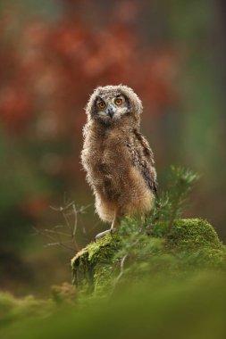 Bubo bengalensis. Sonbahar doğa. Güzel baykuş fotoğraf.