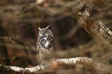 Bubo virginianus. Güzel baykuş. Kuzey Amerika'da yaşıyor. Sonbahar renkleri içinde belgili tanımlık fotoğraf. Korunan kuş.