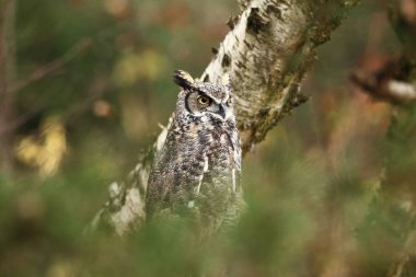 Bubo virginianus. Güzel baykuş. Kuzey Amerika'da yaşıyor. Sonbahar renkleri içinde belgili tanımlık fotoğraf. Korunan kuş.