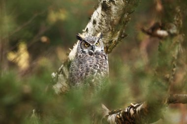 Bubo virginianus. Güzel baykuş. Kuzey Amerika'da yaşıyor. Sonbahar renkleri içinde belgili tanımlık fotoğraf. Korunan kuş.