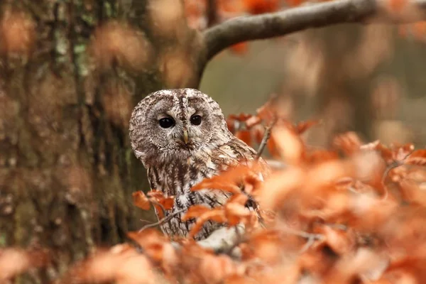 Strix Aluco Vahşi Doğa Güzel Baykuş Fotoğraf Sonbahar Çek Dili — Stok fotoğraf