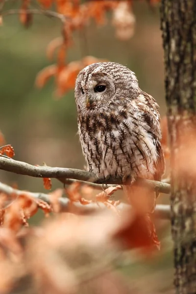 Strix Aluco Wild Nature Beautiful Owl Photo Autumn Nature Czech — Stock Photo, Image