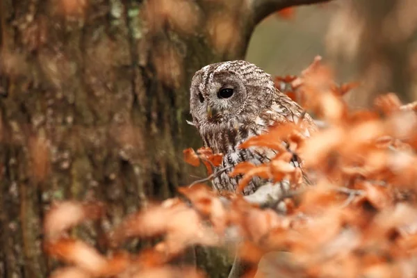 Strix Aluco Wild Nature Beautiful Owl Photo Autumn Nature Czech — Stock Photo, Image