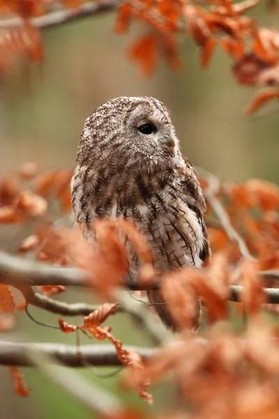 Strix Aluco Wild Nature Beautiful Owl Photo Autumn Nature Czech — Stock Photo, Image
