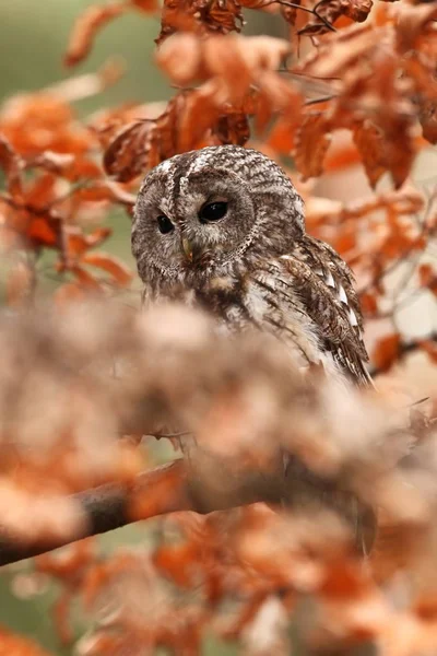 Strix Aluco Wild Nature Beautiful Owl Photo Autumn Nature Czech — Stock Photo, Image