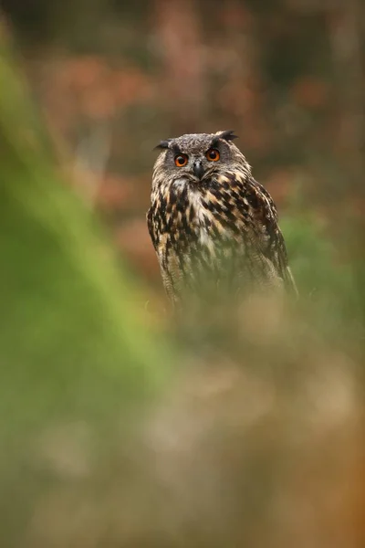 Bubo Bubo Eule Einer Natürlichen Umgebung Wilde Natur Tschechiens Herbstfarben — Stockfoto