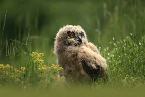 Uhu Bagoly Természeti Környezetben Vad Természet Cseh Őszi Színek Képen — Stock Fotó