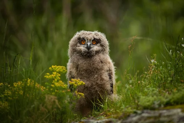 Bubo Bubo Сова Природному Середовищі Дика Природа Чеську Мову Осінні — стокове фото