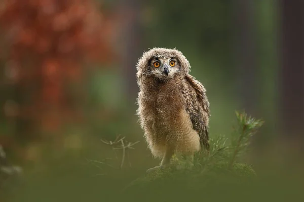 Bubo Bengalensis Nature Automnale Belle Photo Hibou — Photo