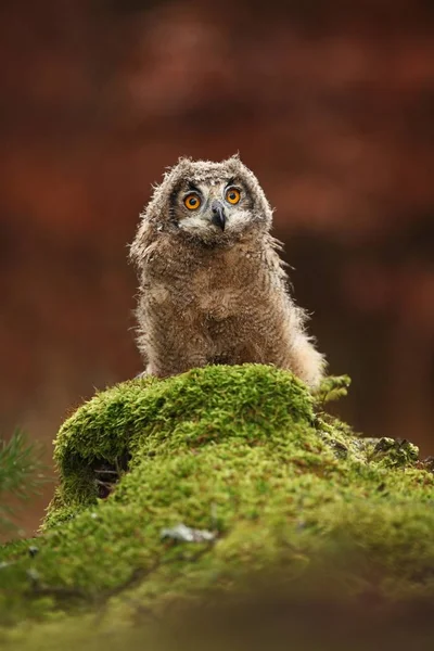 Bubo Bengalensis Podzimní Příroda Foto Krásné Sova — Stock fotografie