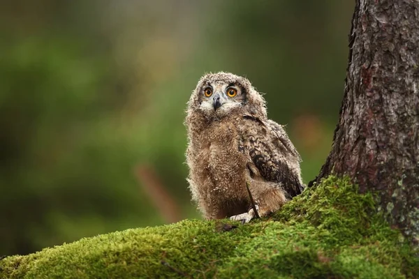 Bubo Bengalensis Herbstliche Natur Schönes Eulenfoto — Stockfoto