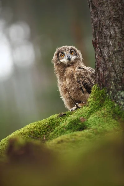Bubo Bengalensis Nature Automnale Belle Photo Hibou — Photo
