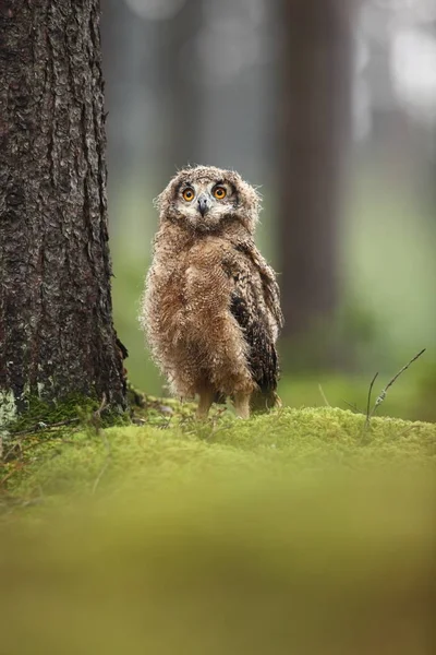 Bubo Bengalensis Nature Automnale Belle Photo Hibou — Photo