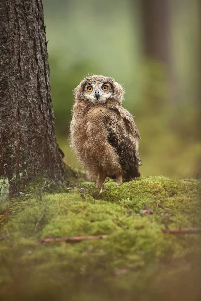 Bubo Bengalensis Herbstliche Natur Schönes Eulenfoto — Stockfoto