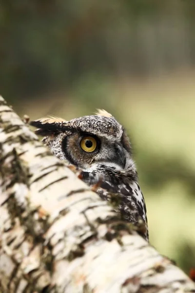 Bubo Virginianus Gyönyörű Bagoly Észak Amerikában Őszi Színek Képen Védett — Stock Fotó