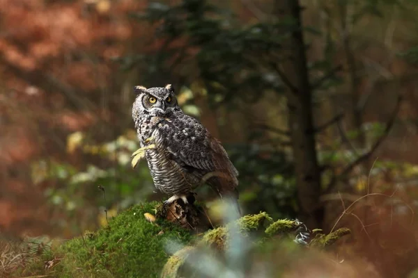 Bubo Virginianus Schöne Eule Lebt Nordamerika Herbstfarben Auf Dem Foto — Stockfoto