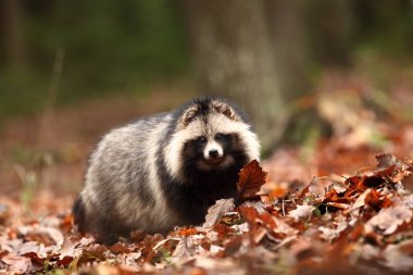 Nyctereutes procyonoides. Doğa sonbahar renkleri. Ücretsiz doğa. Ormanda hayvan. Renkli yaprakları. Özgün alan bulunur Doğu Asya, Japonya, Kore ve Doğu Sibirya başta. Sibirya evim.