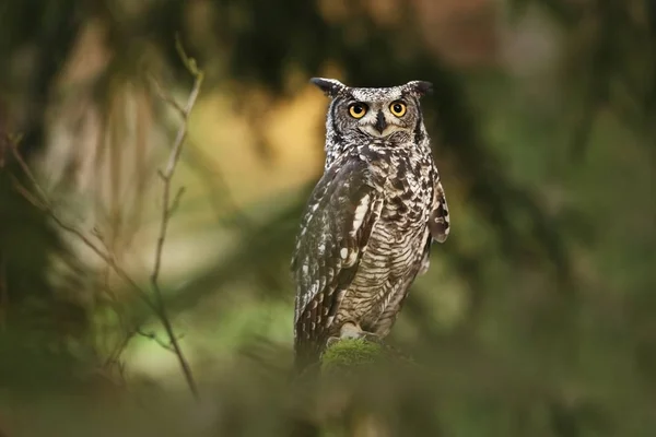 Hibou Afrique Habite Afrique Centrale Australe — Photo