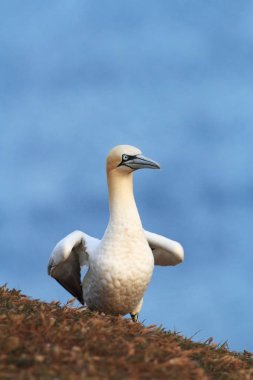 Morus bassanus. Helgoland. Kuzey Denizi'nde fotoğraflandı. Vahşi doğa Kuzey Denizi. Bunu uçakta Rock. Kuzey Gannet. Kuzey Denizi. 