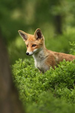 Vulpes vulpes. Fox Avrupa'da yaygındır. Avrupa'nın vahşi doğa. Sonbahar renkleri içinde belgili tanımlık fotoğraf. Güzel fotoğraf. Fox ve orkide. Doğa çek.