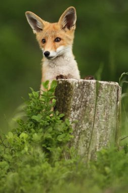 Vulpes vulpes. Fox Avrupa'da yaygındır. Avrupa'nın vahşi doğa. Sonbahar renkleri içinde belgili tanımlık fotoğraf. Güzel fotoğraf. Fox ve orkide. Doğa çek.