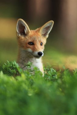Vulpes vulpes. Fox Avrupa'da yaygındır. Avrupa'nın vahşi doğa. Sonbahar renkleri içinde belgili tanımlık fotoğraf. Güzel fotoğraf. Fox ve orkide. Doğa çek.