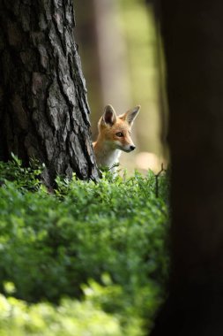 Vulpes vulpes. Fox Avrupa'da yaygındır. Avrupa'nın vahşi doğa. Sonbahar renkleri içinde belgili tanımlık fotoğraf. Güzel fotoğraf. Fox ve orkide. Doğa çek.