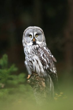 Strix nebulosa. Owl in the wild. Expanded in the north of Europe. Owl portrait. Nature. Owl behind the tree. clipart